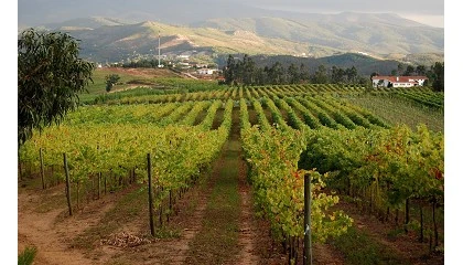 Foto de Duas empresas da regio dos Vinhos Verdes com certificao 'Sustainable Winegrowing Portugal'