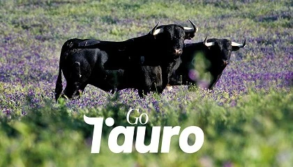 Foto de El Grupo Operativo TAURO presenta una investigacin sobre el valor y potencial de la carne de bravo