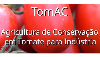 Foto de Benefcios das culturas de cobertura na produo de tomate para indstria