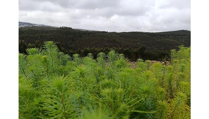 Foto de Floresta Sonae cresce 11 hectares, substitui eucalipto e chega a Valongo