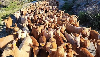 Foto de COAG Andaluca reclama que el caprino de leche se incluya en la reduccin de mdulos