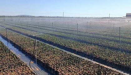 Foto de AGR by De Prado abre un nuevo vivero de olivos en Portugal ante la gran demanda del sector