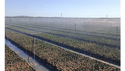 Foto de AGR by De Prado abre um viveiro de oliveiras em Portugal