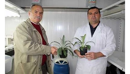Foto de Nuevas tcnicas de cultivo in vitro para la obtencin de nuevas variedades de alcachofa