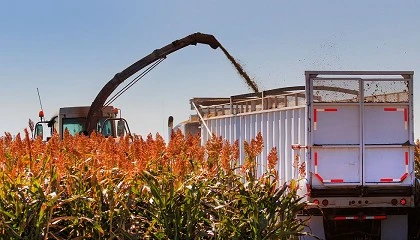 Foto de Sai da frente, Quinoa — será o Sorgo o próximo superalimento?
