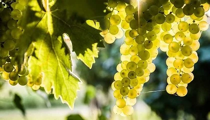 Foto de Estudo demonstra que ajustar o álcool antes ou depois da fermentação tem resultados semelhantes