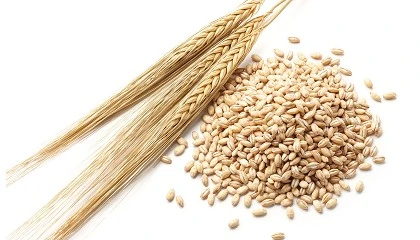 Foto de Lonja de Cereales de Barcelona, Cotizaciones de Cereal (Semana 44, 28/10/2025)