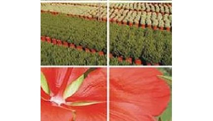 Foto de La exportacin espaola de flor y planta viva crece un 33% y la importacin un 19% en enero