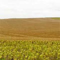Foto de Agricultura de conservaci�n