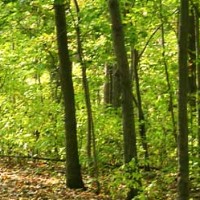 Foto de El sector forestal