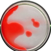 Foto de La investigaci�n y desarrollo en Espa�a