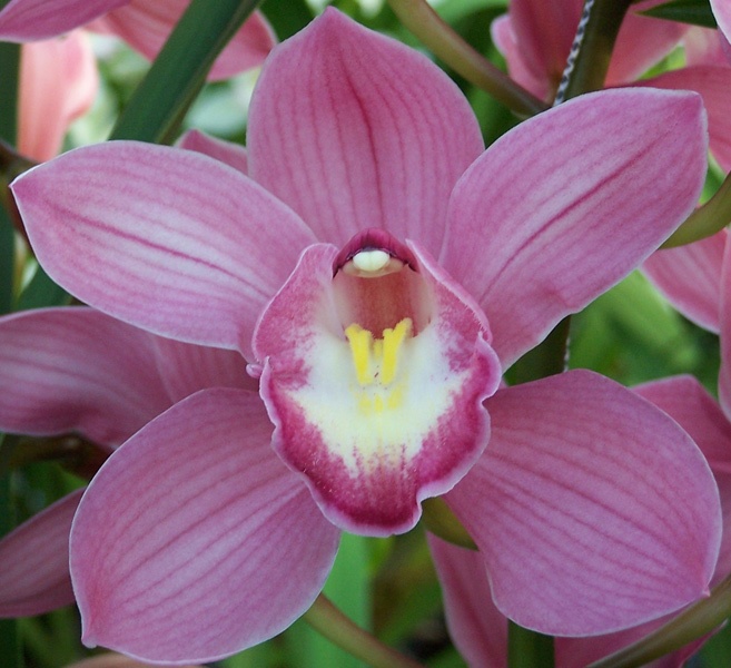 Foto de Orquídeas
