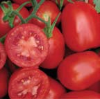 Foto de Semillas de tomate de industria