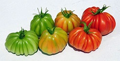 Foto de Semillas de tomate