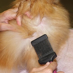 Foto deCardas para peluquería canina