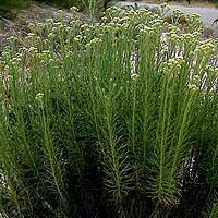 Foto de Helichrysum picardii