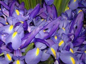 Foto de Flores cortadas de iris