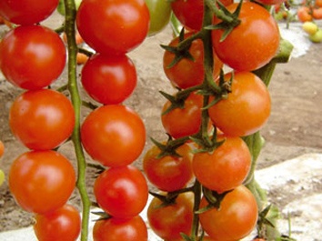 Picture of Cherry Tomatoes