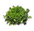 Endive seed