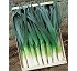 Leek seed
