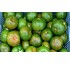 Tomato seed