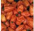 Pepper seed