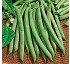 Seed of Jewish