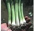 Leek seed