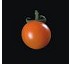 Cherry tomato seed
