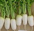 Radish seeds