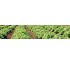 Entaizantes y bioestimulantes Sapec Agro Ruter AA Sapec