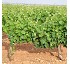 Abonos Projar PlantoDur