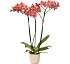 Orqu�deas Floricultura Cota