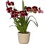 Orquídeas Floricultura Isler’s red
