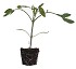 Porta-injerto para tomates Fit� Silex