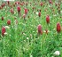 Mixes of meadows