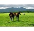Mix for meadows