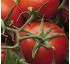 Semillas de tomate de industria Syngenta Jubox