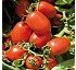 Semillas de tomate de industria Syngenta Ifox