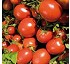 Semillas de tomate de industria Syngenta Gamlex