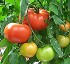 Semillas de tomate de calibre grueso Syngenta Sivinar