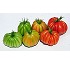 Semillas de tomate Syngenta Arawak