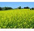 Abono org�nico-mineral Vigorhumus H-50