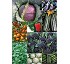 Horticultural seeds