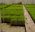 Sustrato de plantel ornamental Plantel ornamental
