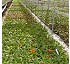 Sustrato de turba parda y perlita Brown Perlite