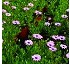 Sustrato para vivaces Flower Mix100