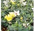 Turbas fertilizadas d y pH 5,5-6 AA2
