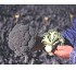 Semillas de br�coli Serydan F1