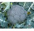 Semillas de br�coli Marathoon F1